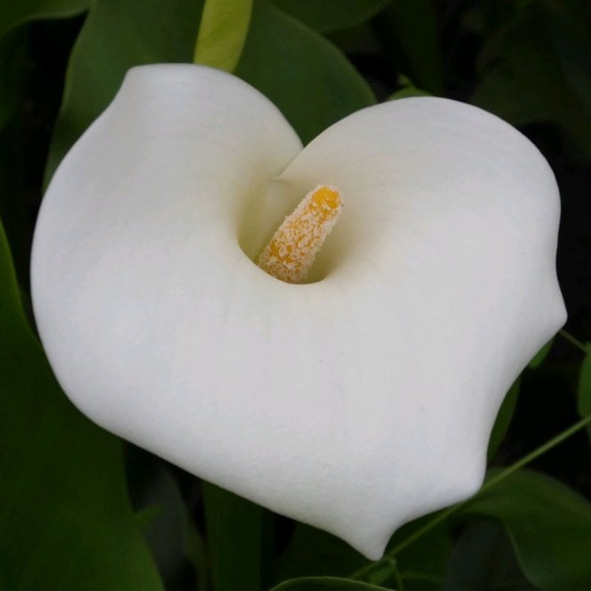 Zantedeschia Aethiopica Crowborough - Arum Lily