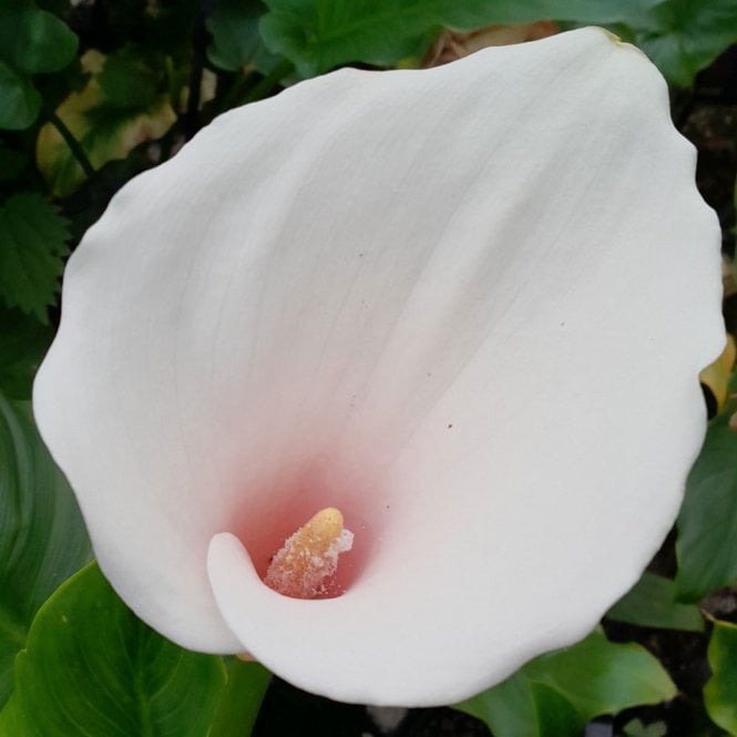 Zantedeschia Aethiopica Marshmallow - Arum Lily